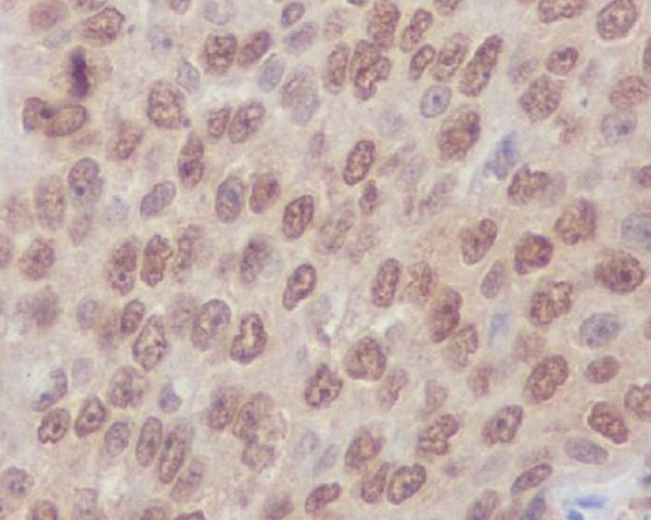 RhoA/B/C Rabbit Polyclonal Antibody