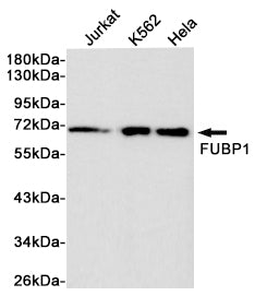 FUBP1 Rabbit Polyclonal Antibody