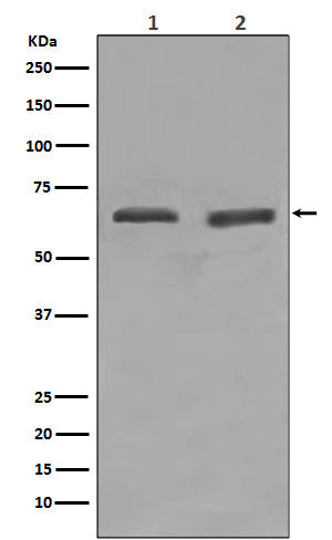 YY1 Rabbit Polyclonal Antibody