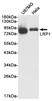 LRP1 Rabbit Polyclonal Antibody