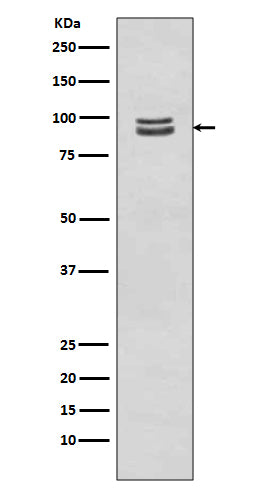 Phospho-STAT3 (Ser727) Rabbit Polyclonal Antibody
