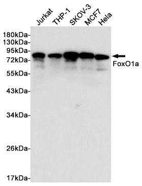 FOXO1 Rabbit Polyclonal Antibody