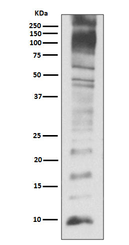 Ubiquitin Rabbit Polyclonal Antibody