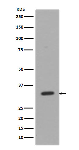 CD8 alpha Rabbit Polyclonal Antibody