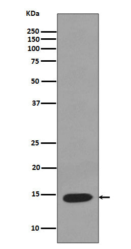 Lysozyme Rabbit Polyclonal Antibody