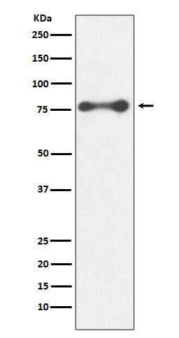 PKC delta Rabbit Polyclonal Antibody