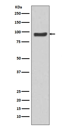 SP1 Rabbit Polyclonal Antibody