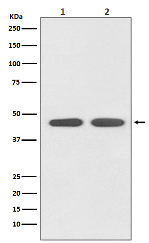 Angiotensin II Type 1 Receptor Rabbit Polyclonal Antibody