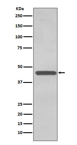 TDP 43 Rabbit Polyclonal Antibody