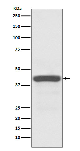 ATG3 Rabbit Polyclonal Antibody