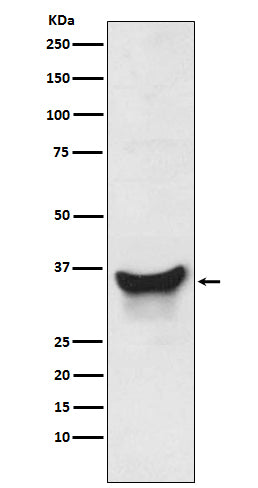 BNIP3L Rabbit Polyclonal Antibody
