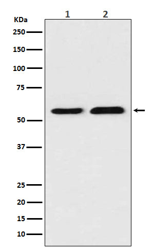 Thioredoxin Reductase 1 Rabbit Polyclonal Antibody