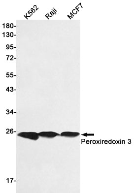 Peroxiredoxin 3 Rabbit Polyclonal Antibody