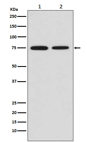 MSR1 Rabbit Polyclonal Antibody