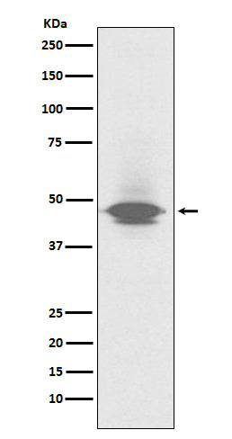 CD79a Rabbit Polyclonal Antibody