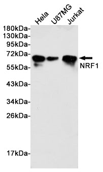 Nrf1 Rabbit Polyclonal Antibody