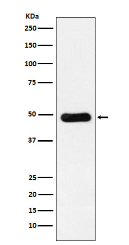 RBBP4 Rabbit Polyclonal Antibody
