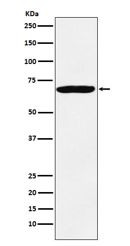 IMP3 Rabbit Polyclonal Antibody