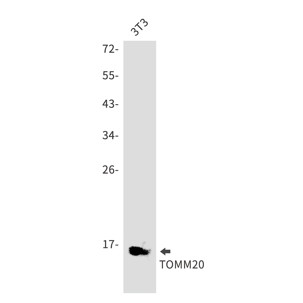 TOMM20 Rabbit Polyclonal Antibody