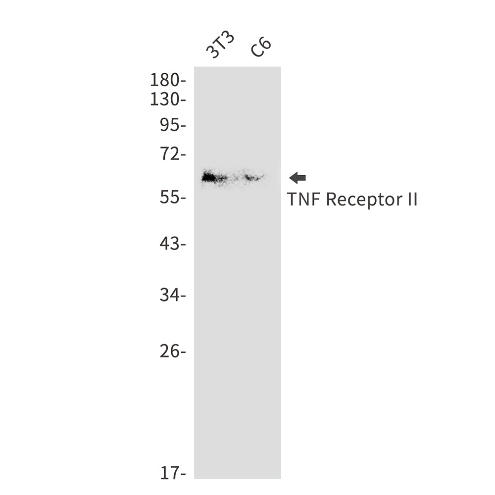TNF Receptor 2 Rabbit Polyclonal Antibody