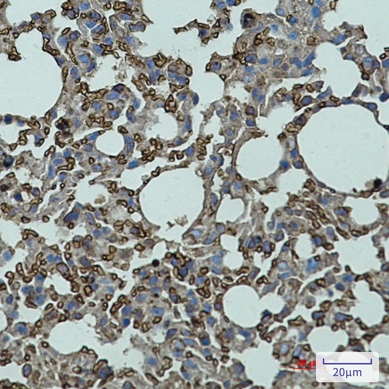 CD147 Rabbit Polyclonal Antibody
