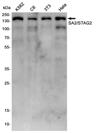 SA2 Rabbit Polyclonal Antibody