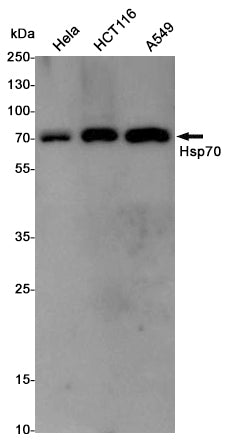 Hsp70 Rabbit Polyclonal Antibody