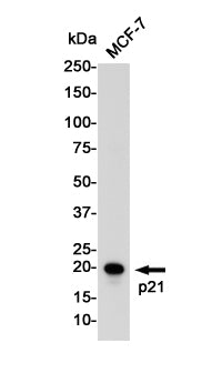 p21 Rabbit Polyclonal Antibody