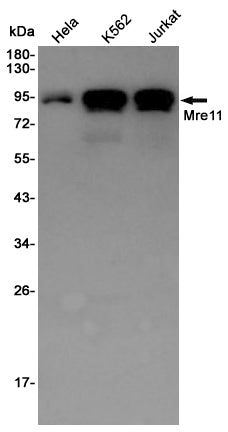 Mre11 Rabbit Polyclonal Antibody