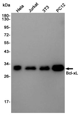 Bcl-XL Rabbit Polyclonal Antibody