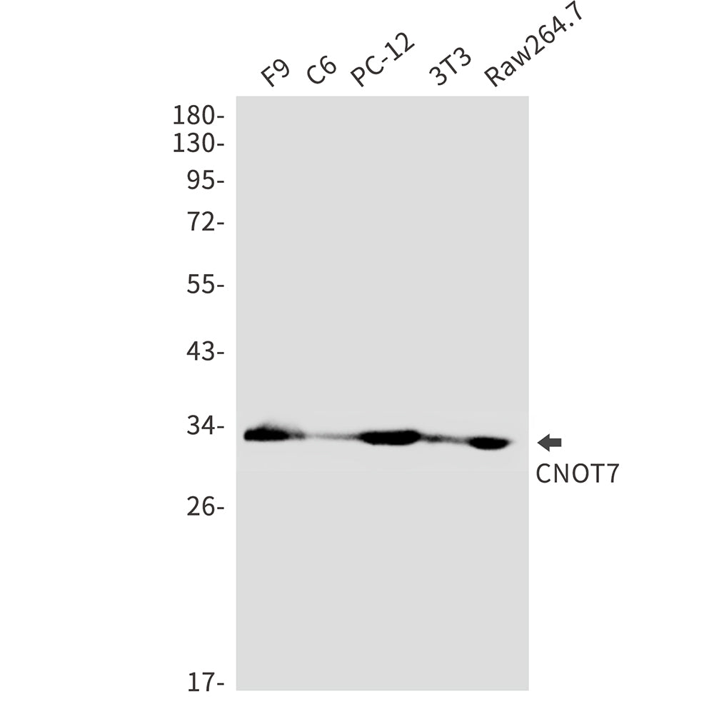 CNOT7 Rabbit Polyclonal Antibody