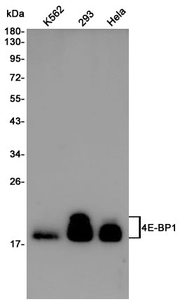 4E BP1 Rabbit Polyclonal Antibody