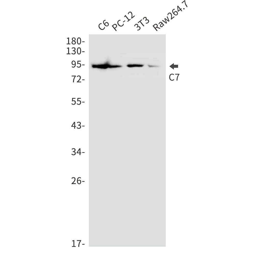 C7 Rabbit Polyclonal Antibody