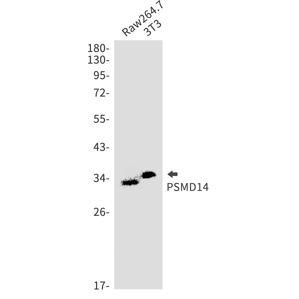 PSMD14 Rabbit Polyclonal Antibody