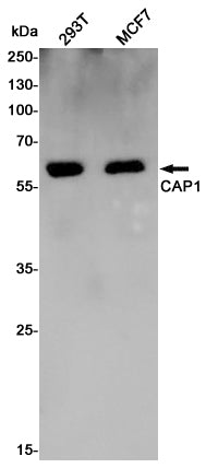 CAP1 Rabbit Polyclonal Antibody