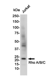 RhoA/B/C Rabbit Polyclonal Antibody