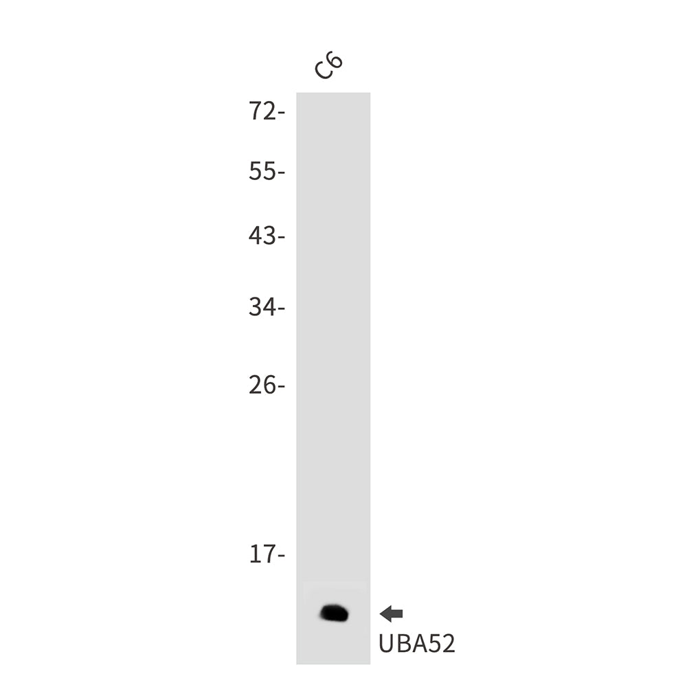 Ubiquitin 60S Ribosomal Protein L40 Rabbit Polyclonal Antibody