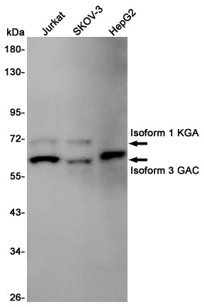 Glutaminase Rabbit Polyclonal Antibody
