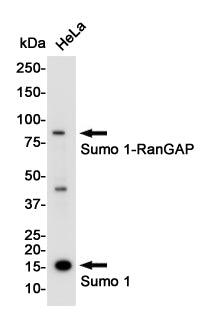 SUMO1 Rabbit Polyclonal Antibody