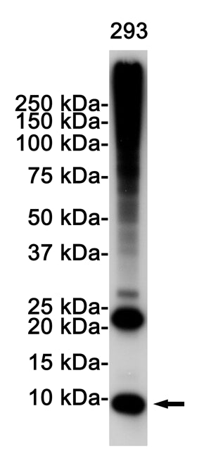 Ubiquitin Rabbit Polyclonal Antibody