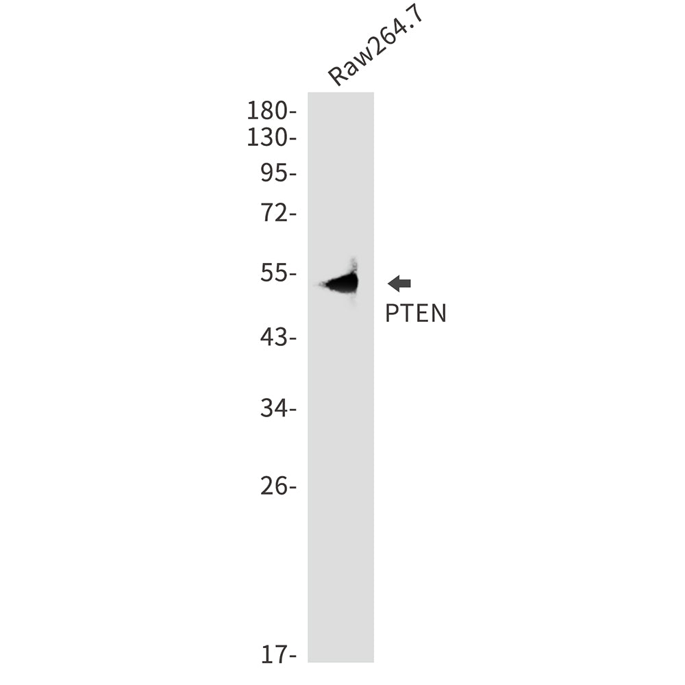 PTEN Rabbit Polyclonal Antibody