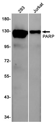 PARP1 Rabbit Polyclonal Antibody