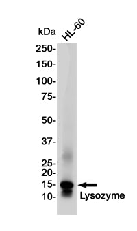 Lysozyme Rabbit Polyclonal Antibody