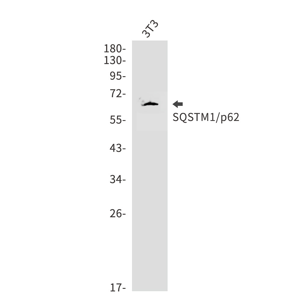SQSTM1/p62 Rabbit Polyclonal Antibody