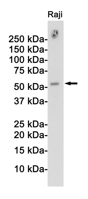 APG5L Rabbit Polyclonal Antibody