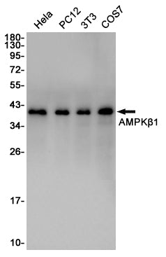 AMPK beta 1 Rabbit Polyclonal Antibody