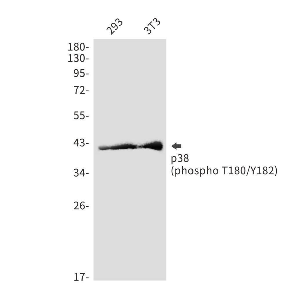 Phospho-p38 (Thr180/Tyr182) Rabbit Polyclonal Antibody