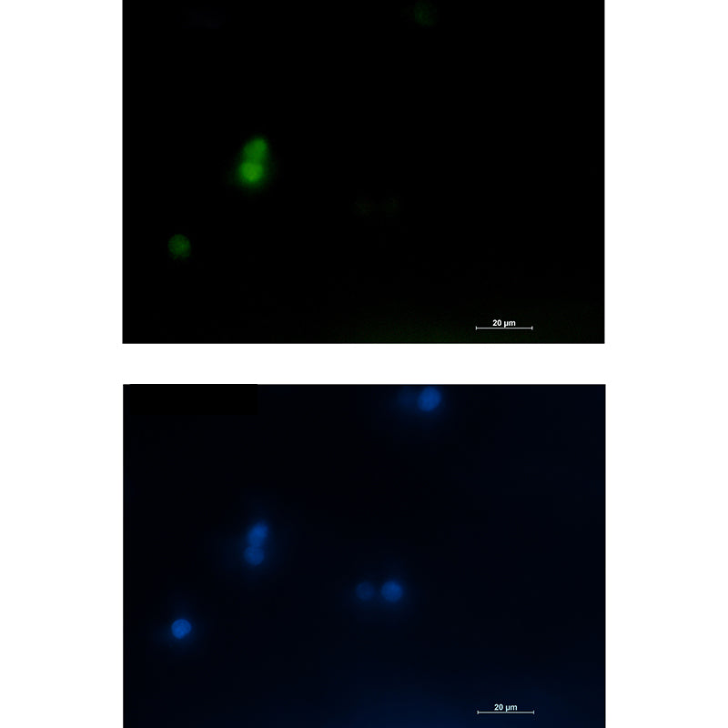 LEF1 Rabbit Polyclonal Antibody