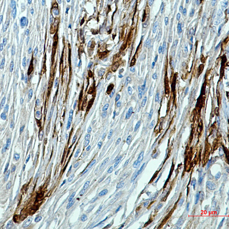Calbindin Rabbit Polyclonal Antibody