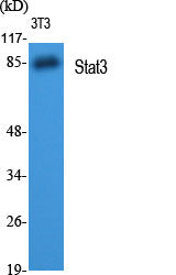 STAT3 Rabbit Polyclonal Antibody